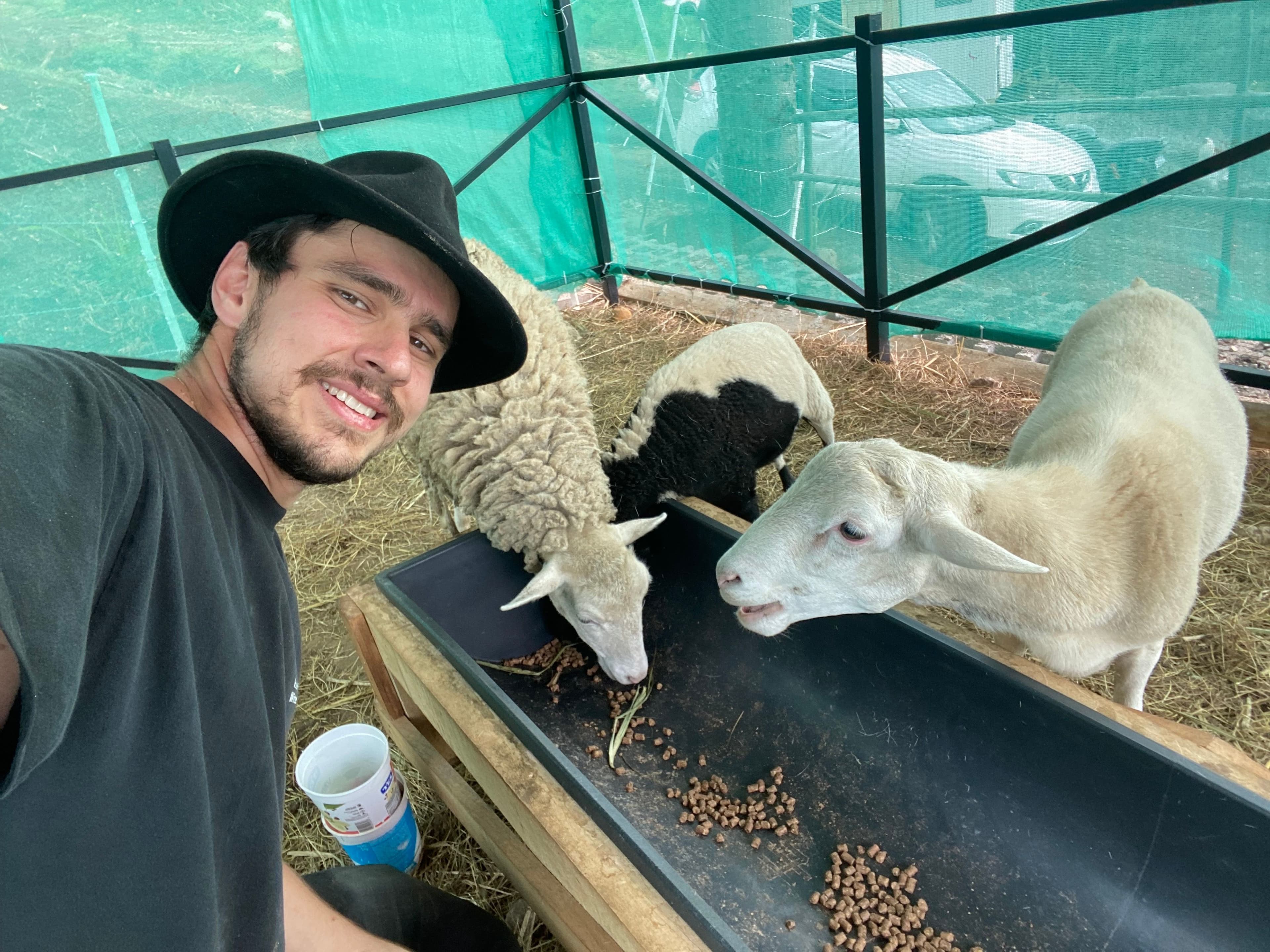 Man in hat with his three sheep and the sheep are eating.